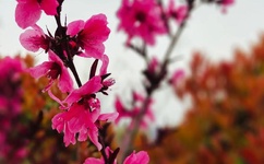 极品好儿媳妇全文